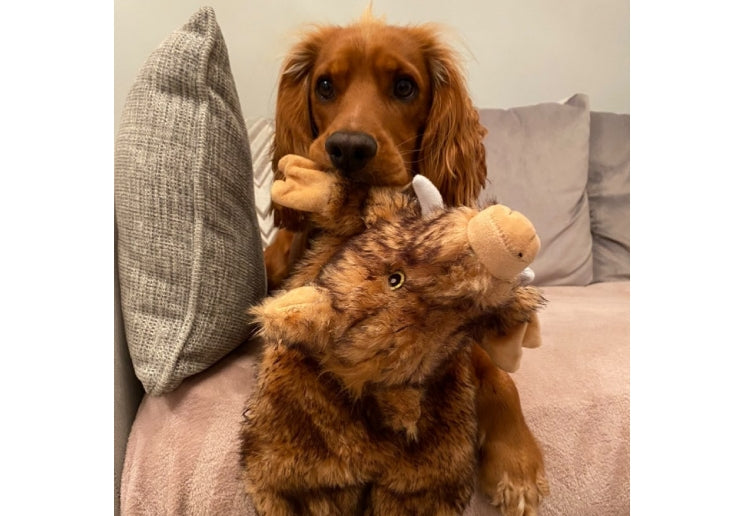 Hugo Hog