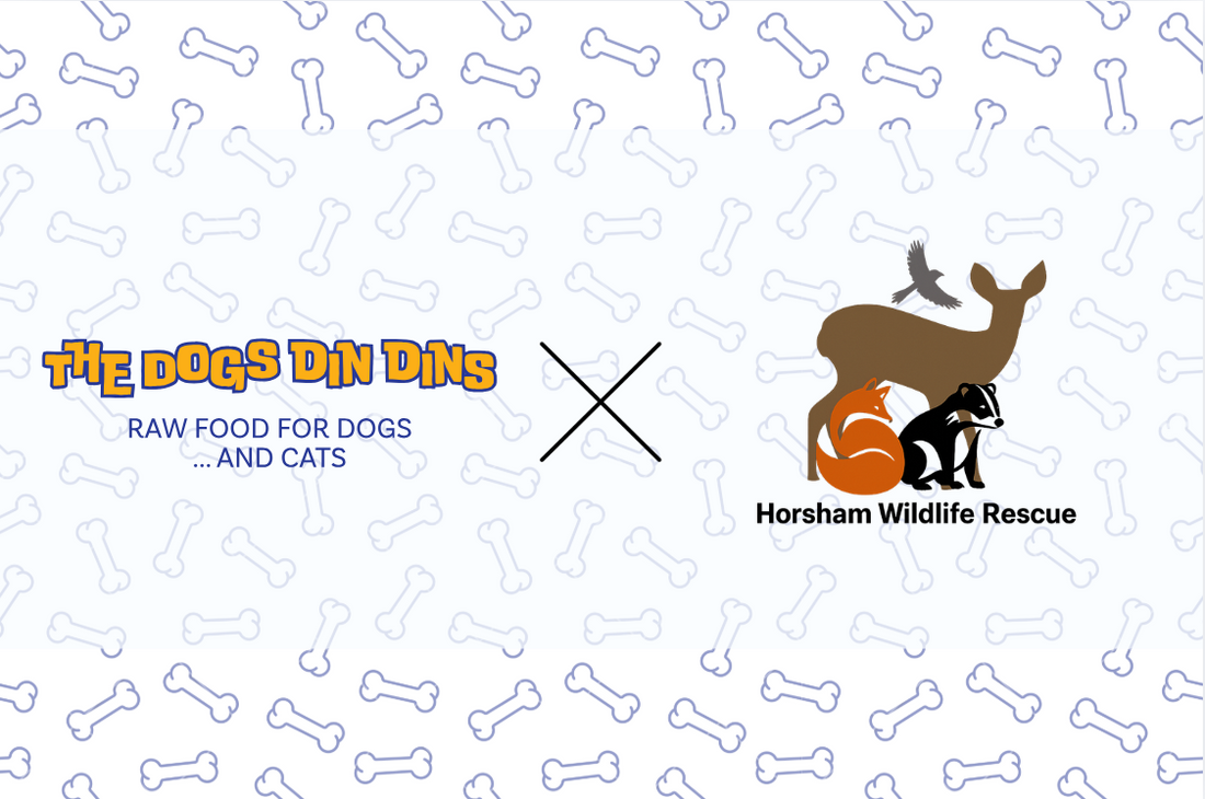 Horsham Wildlife Rescue: The Local Heroes Giving Wildlife a Second Chance