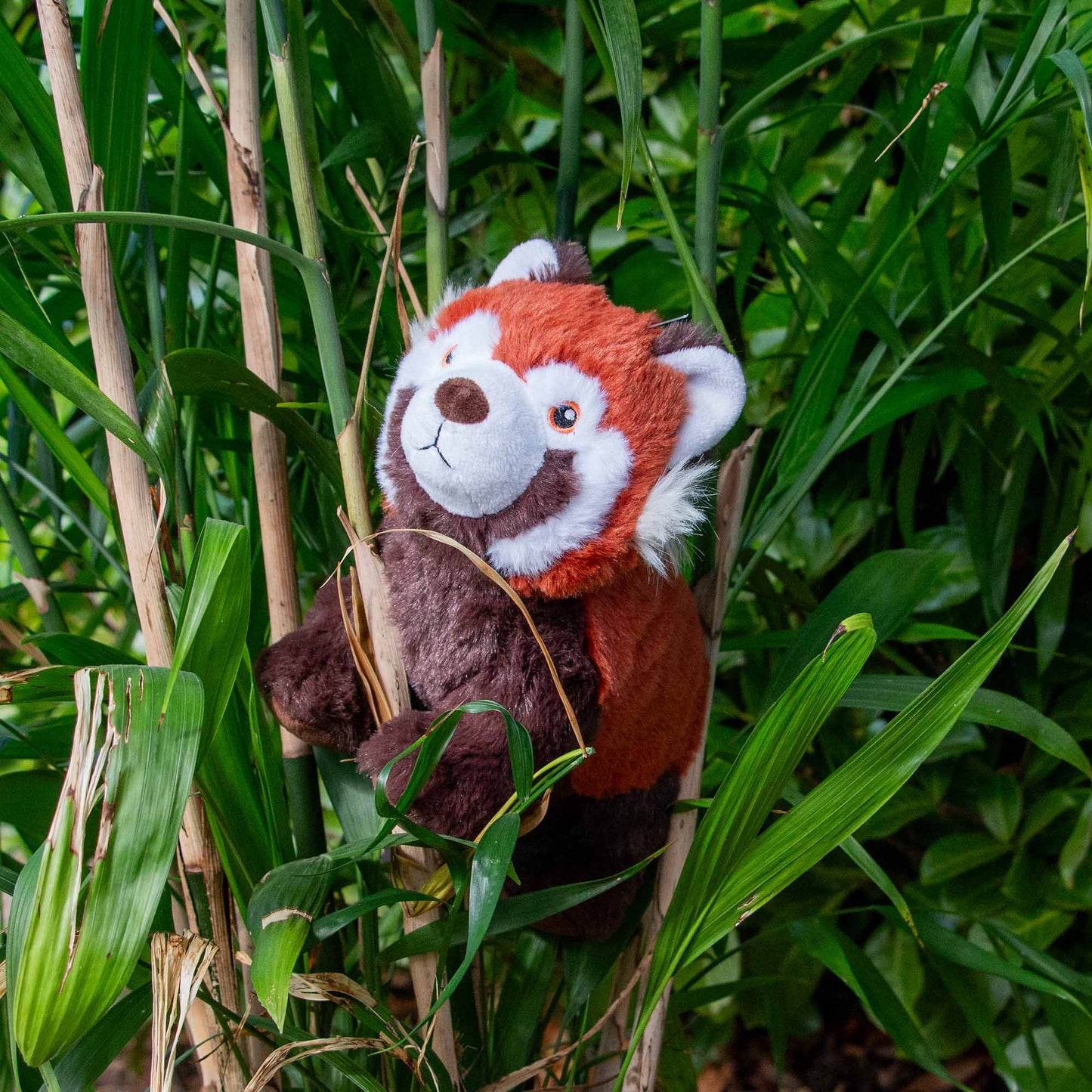 Rosa Red Panda