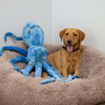 Phil the Kraken