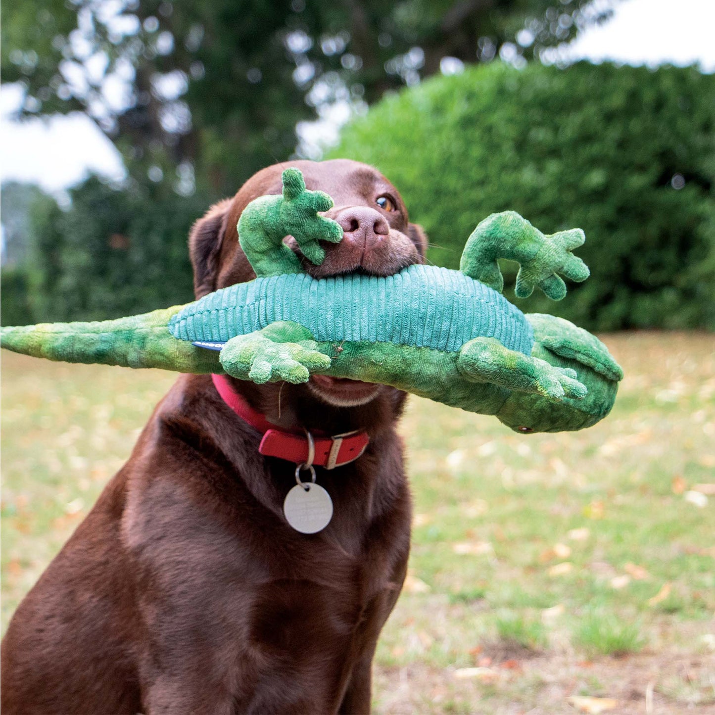Cuddle Lizzard